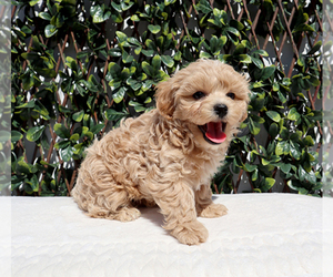 Maltipoo Puppy for sale in LITTLEROCK, CA, USA