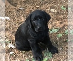 Small Photo #1 Labrador Retriever Puppy For Sale in OTEGO, NY, USA