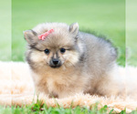 Small Photo #80 Pomeranian Puppy For Sale in WARSAW, IN, USA