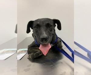 Dutch Shepherd -Unknown Mix Dogs for adoption in Corpus Christi, TX, USA