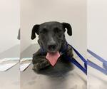 Small Dutch Shepherd Mix