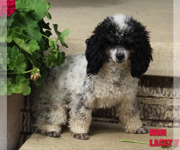Medium Photo #1 Poodle (Miniature) Puppy For Sale in FREDERICKSBURG, OH, USA
