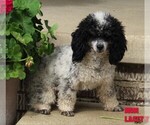 Small Photo #1 Poodle (Miniature) Puppy For Sale in FREDERICKSBURG, OH, USA