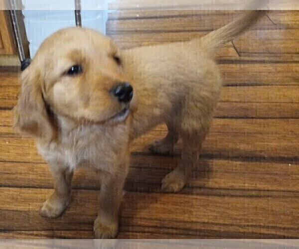Medium Photo #11 Golden Retriever Puppy For Sale in GOODELLS, MI, USA