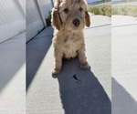 Small Photo #4 Goldendoodle Puppy For Sale in GRANTSVILLE, UT, USA
