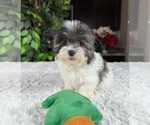 Small Photo #2 Havanese Puppy For Sale in GREENWOOD, IN, USA