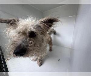 Mutt Dogs for adoption in Houston, TX, USA