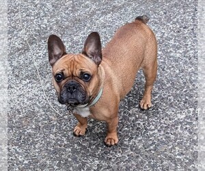 French Bulldog Puppy for Sale in WESTPORT, Washington USA