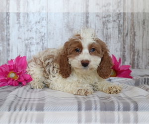 Cocker Spaniel-Poodle (Miniature) Mix Puppy for sale in SHILOH, OH, USA