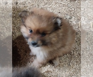 Pomeranian Puppy for sale in SPOTSYLVANIA, VA, USA