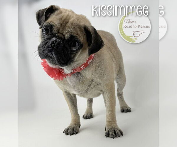 Medium Photo #3 Pug Puppy For Sale in Benton, LA, USA