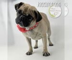 Small #2 Pug