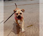Small Bulldog Mix