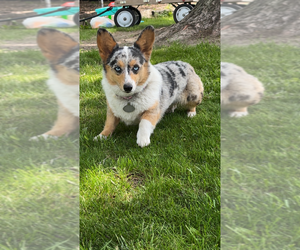 Mother of the American Corgi puppies born on 09/08/2026