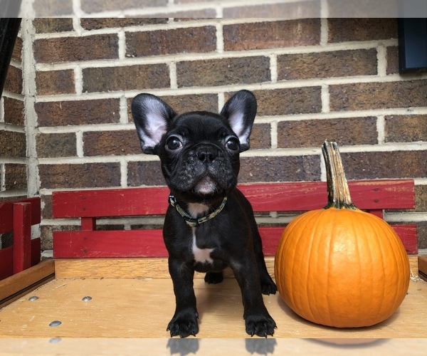 Medium Photo #3 French Bulldog Puppy For Sale in HOCKESSIN, DE, USA