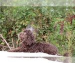 Small #19 ShihPoo