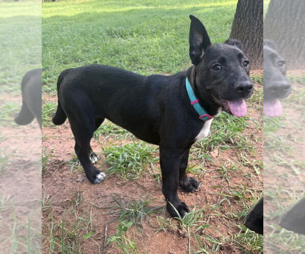 Medium Photo #31 Labrador Retriever-Unknown Mix Puppy For Sale in OKLAHOMA CITY, OK, USA