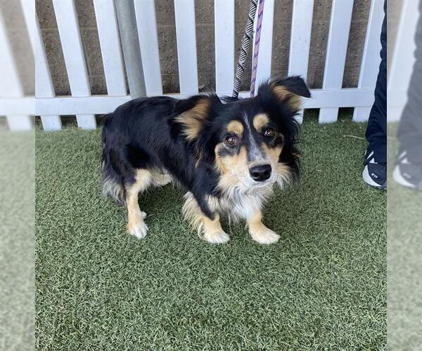 Medium Photo #1 Cardigan Welsh Corgi-Unknown Mix Puppy For Sale in Modesto, CA, USA