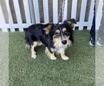 *TOBY - Male Cardigan Welsh Corgi-Unknown Mix Dog for Adoption - Small photo