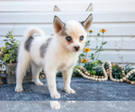 Small Photo #12 Pomsky Puppy For Sale in ELIZABETHTOWN, PA, USA