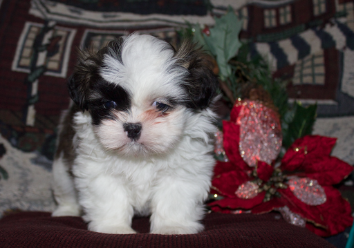 Medium Photo #1 Shih Tzu Puppy For Sale in EAST BRANCH, NY, USA