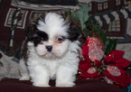 Small Photo #1 Shih Tzu Puppy For Sale in EAST BRANCH, NY, USA