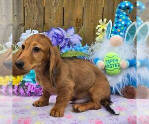 Dachshund Puppy for sale in FLEMING ISLE, FL, USA