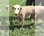 Small #3 Labradoodle