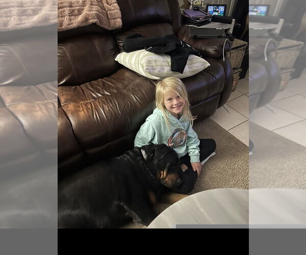 Medium Photo #6 Rottweiler Puppy For Sale in Gilbert, AZ, USA