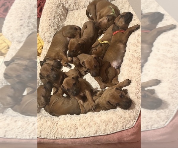 Medium Photo #1 Rhodesian Ridgeback Puppy For Sale in MADISON, GA, USA