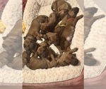 Small Rhodesian Ridgeback
