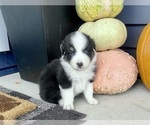 Small #6 Australian Shepherd