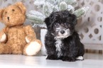 Small Photo #2 Morkie-Yo-Chon Mix Puppy For Sale in MOUNT VERNON, OH, USA