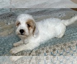 Small Photo #53 Goldendoodle (Miniature) Puppy For Sale in PENSACOLA, FL, USA