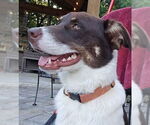 Small #14 Border Collie Mix