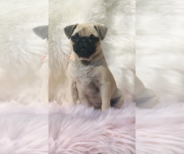 Medium Photo #20 Pug Puppy For Sale in CANTON, CT, USA