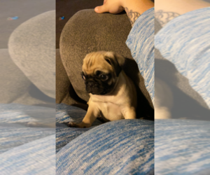 Pug Puppy for sale in JACKSON, MI, USA