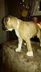 Small Photo #11 Boxer Puppy For Sale in KENNEWICK, WA, USA