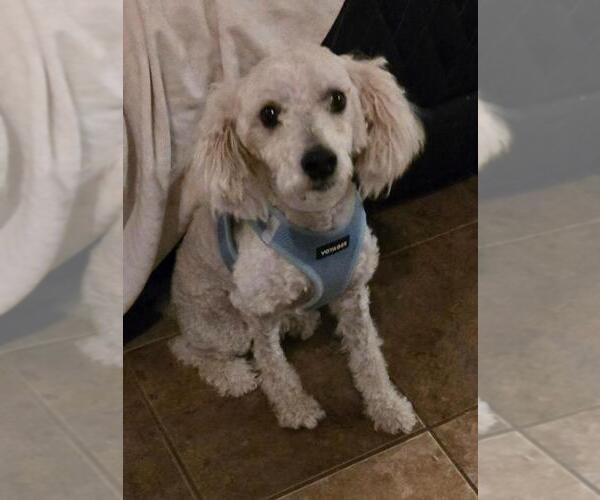 Medium Photo #2 Poodle (Miniature) Puppy For Sale in San Antonio, TX, USA