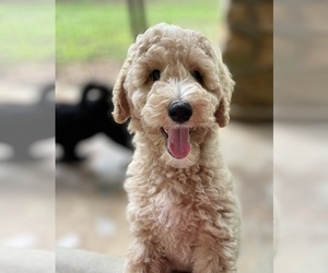 Goldendoodle Puppy for sale in MURPHY, NC, USA