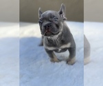 Puppy 2 French Bulldog