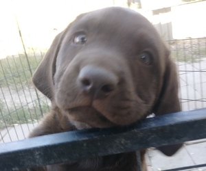 Labrador Retriever Puppy for sale in PUEBLO, CO, USA