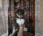 Small #1 Siberian Husky