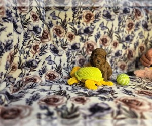 Medium Poodle (Miniature)