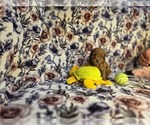 Puppy Brandie Poodle (Miniature)