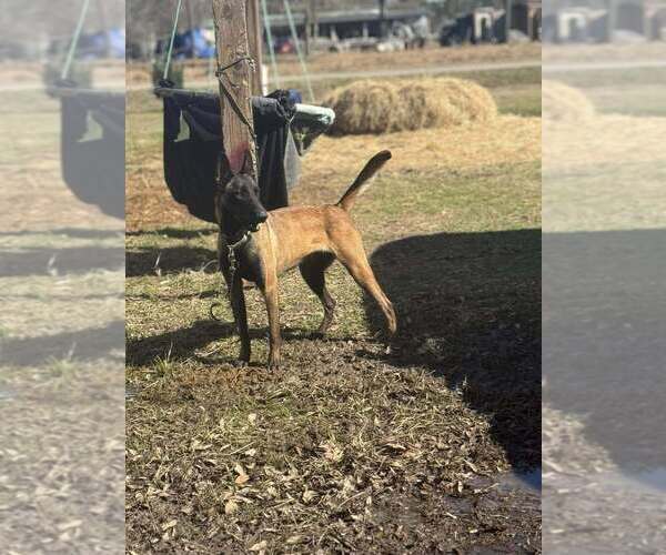 Medium Photo #2 Mutt Puppy For Sale in Imlay City, MI, USA