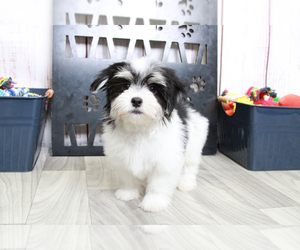 Havamalt Puppy for sale in MARIETTA, GA, USA