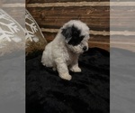Small Photo #3 Poodle (Miniature) Puppy For Sale in BARNETT, MO, USA
