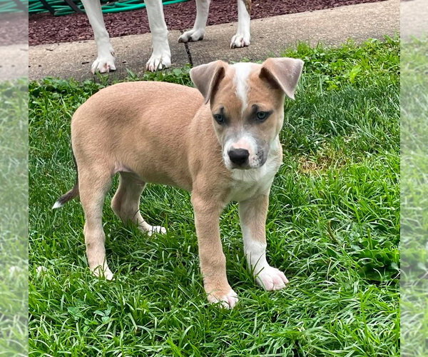Medium Photo #4 Mutt Puppy For Sale in Wenonah, NJ, USA