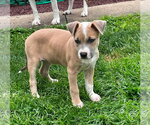 Small #3 Mutt